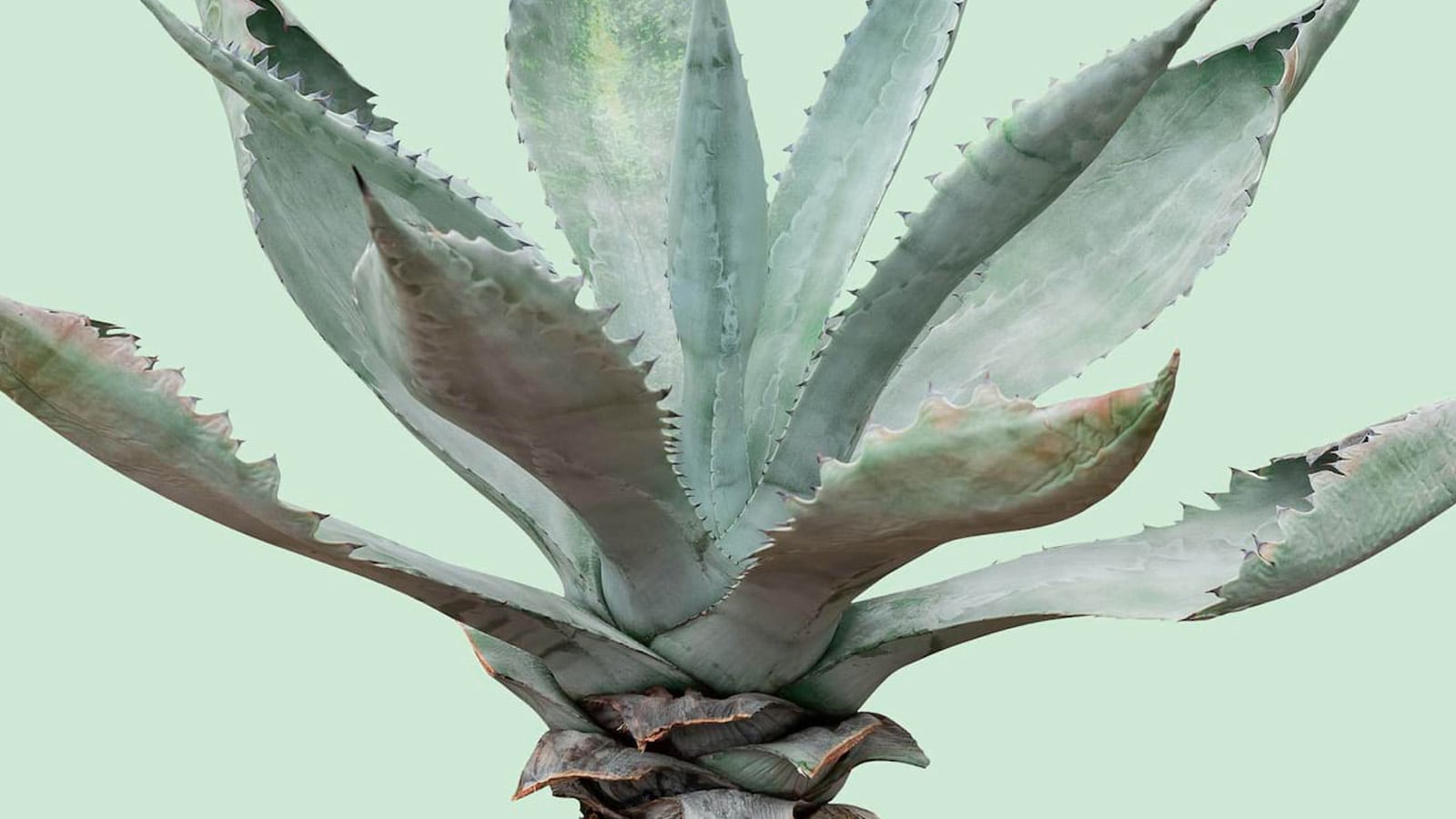 Discover 100 Tequilas